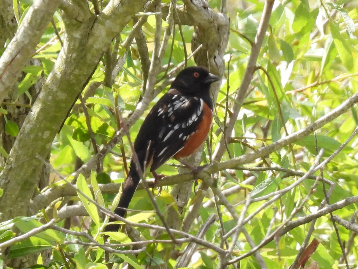 Spotted Towhee - ML617077280