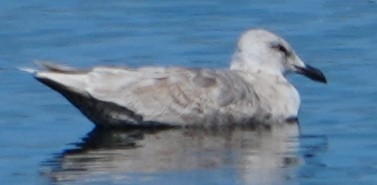 Glaucous-winged Gull - Richard Norton