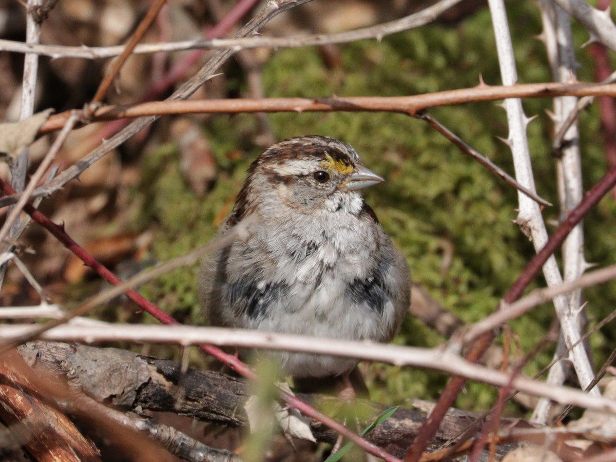 White-throated Sparrow - ML617077410
