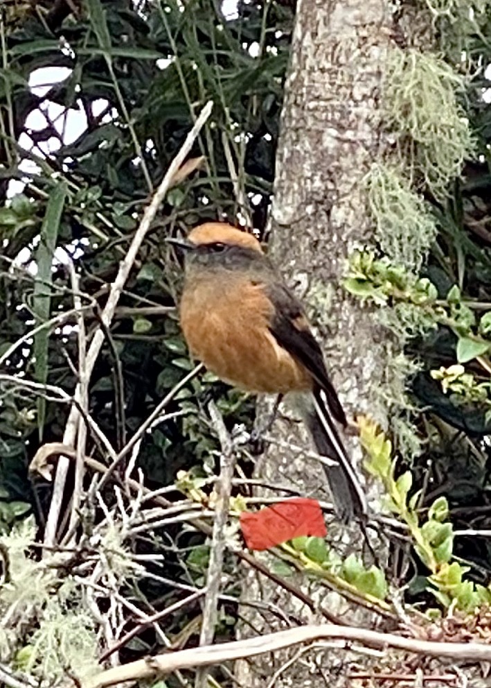 Rufous-browed Chat-Tyrant - ML617077424
