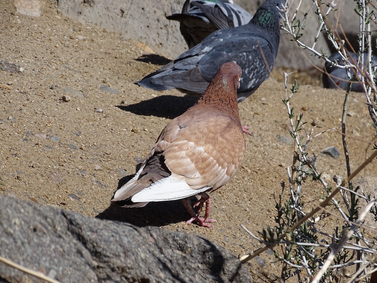 Rock Pigeon (Feral Pigeon) - ML617077519