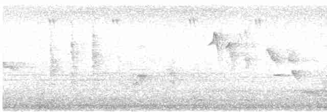 Blyth's Reed Warbler - ML617077685