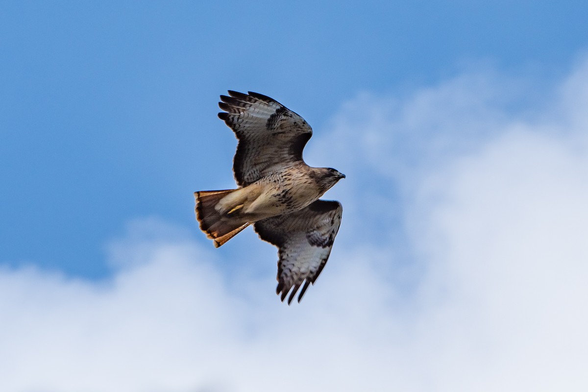 Red-tailed Hawk - ML617077854
