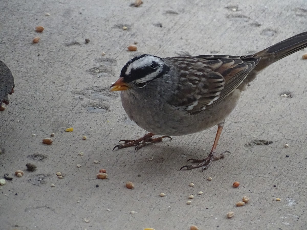 White-crowned Sparrow - ML617077904