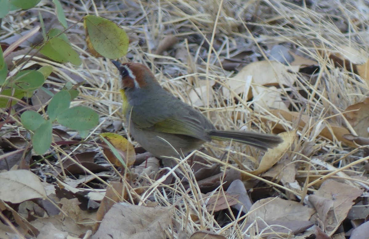 Rufous-capped Warbler - ML617077957