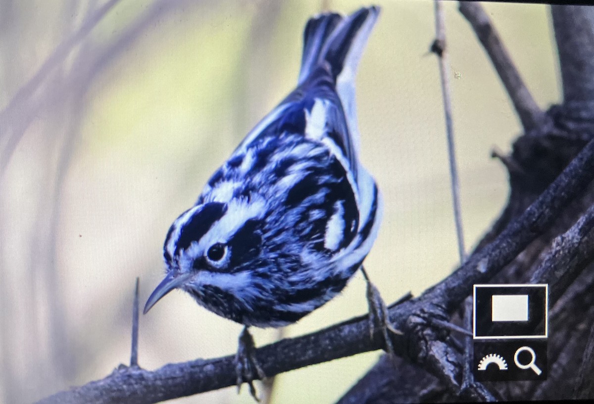 Black-and-white Warbler - ML617078011