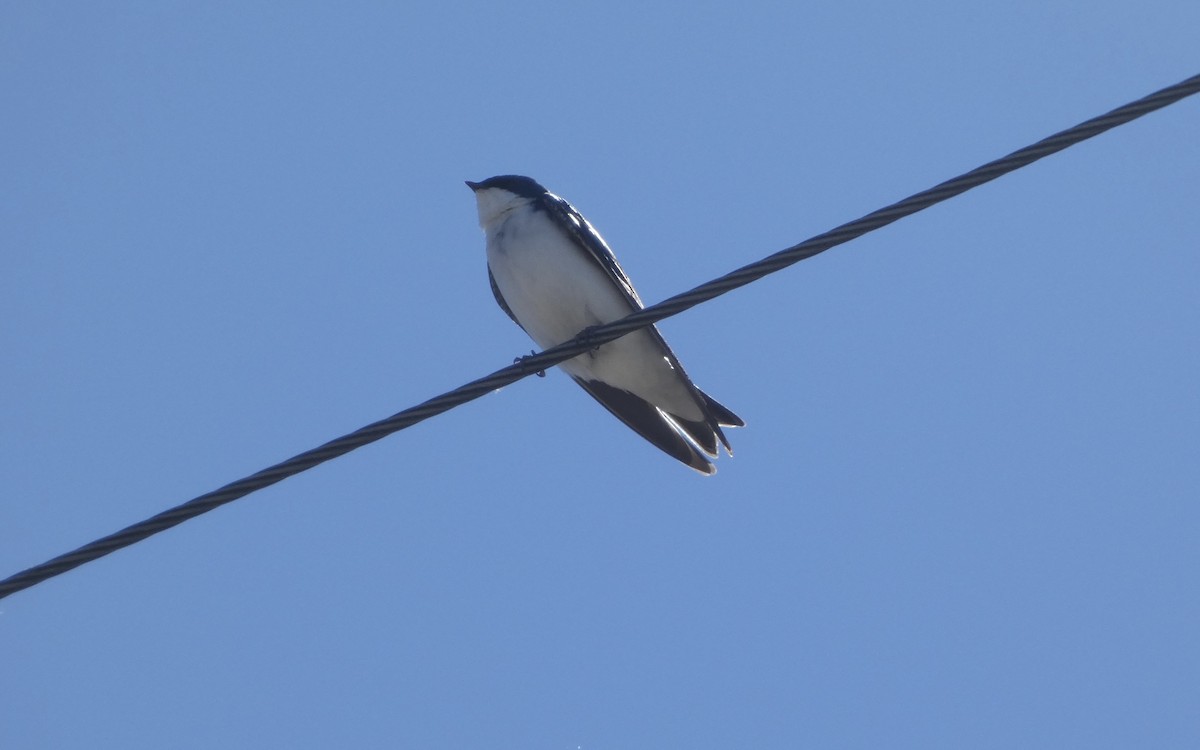 Tree Swallow - cody king