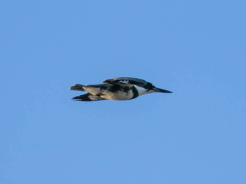 Belted Kingfisher - ML617078086