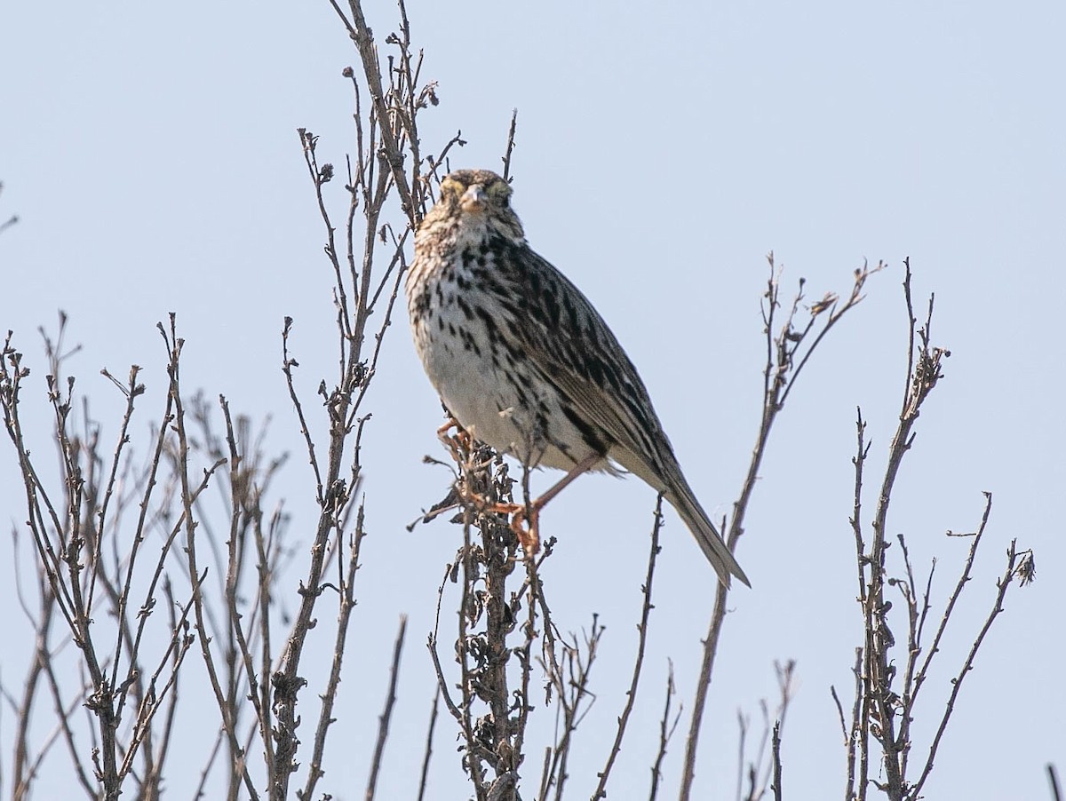 Savannah Sparrow (Belding's) - Larry Schmahl