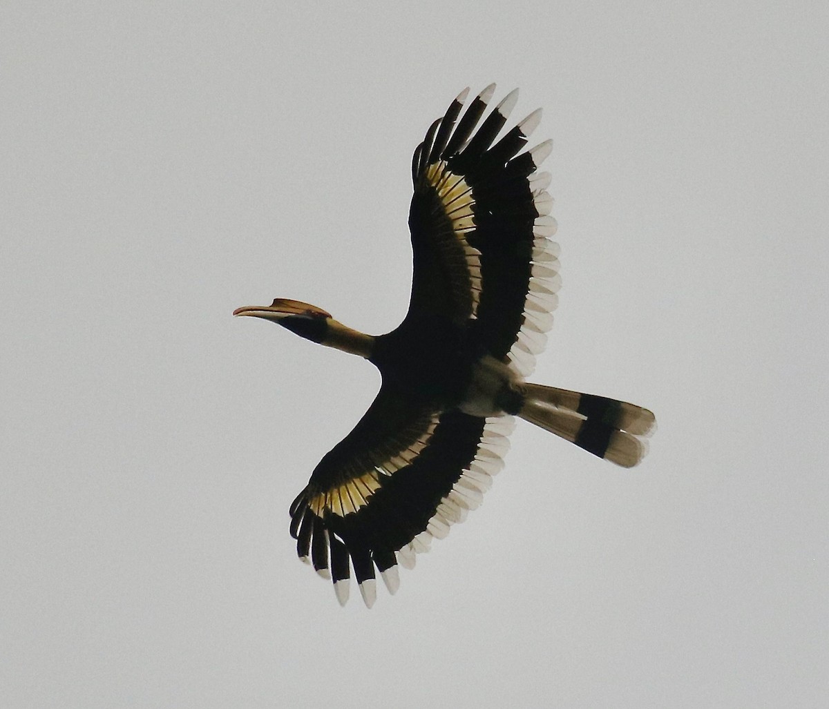 Great Hornbill - Mark  Hogarth