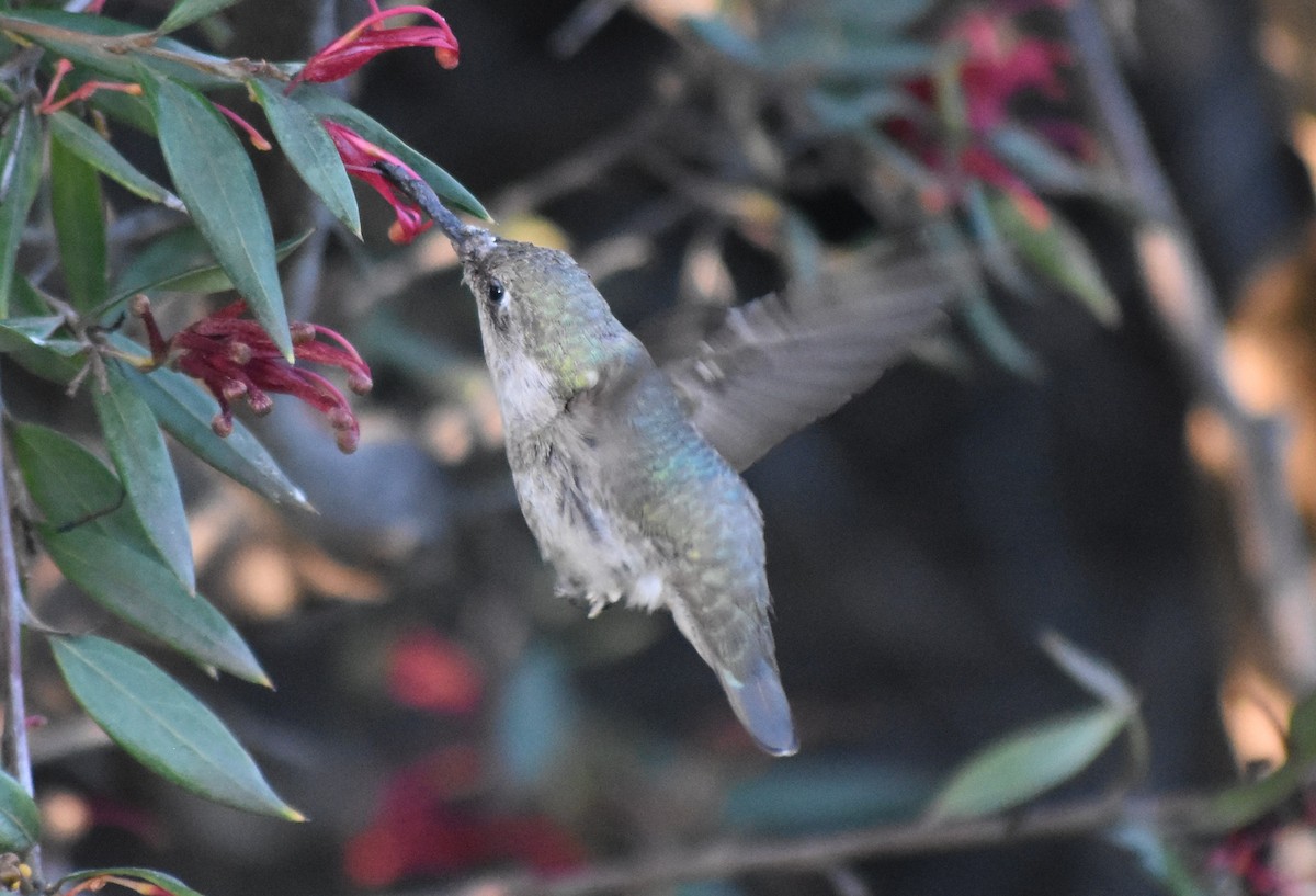 Anna's Hummingbird - ML617078199