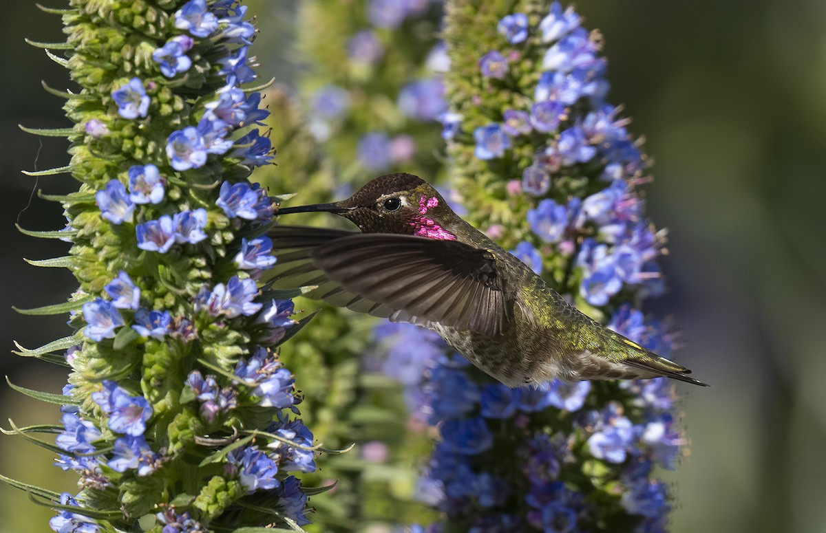 Anna's Hummingbird - ML617078431