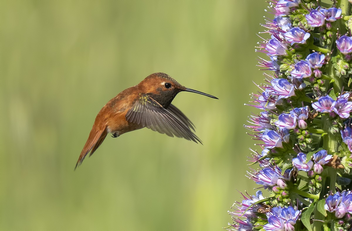 Rufous Hummingbird - ML617078449