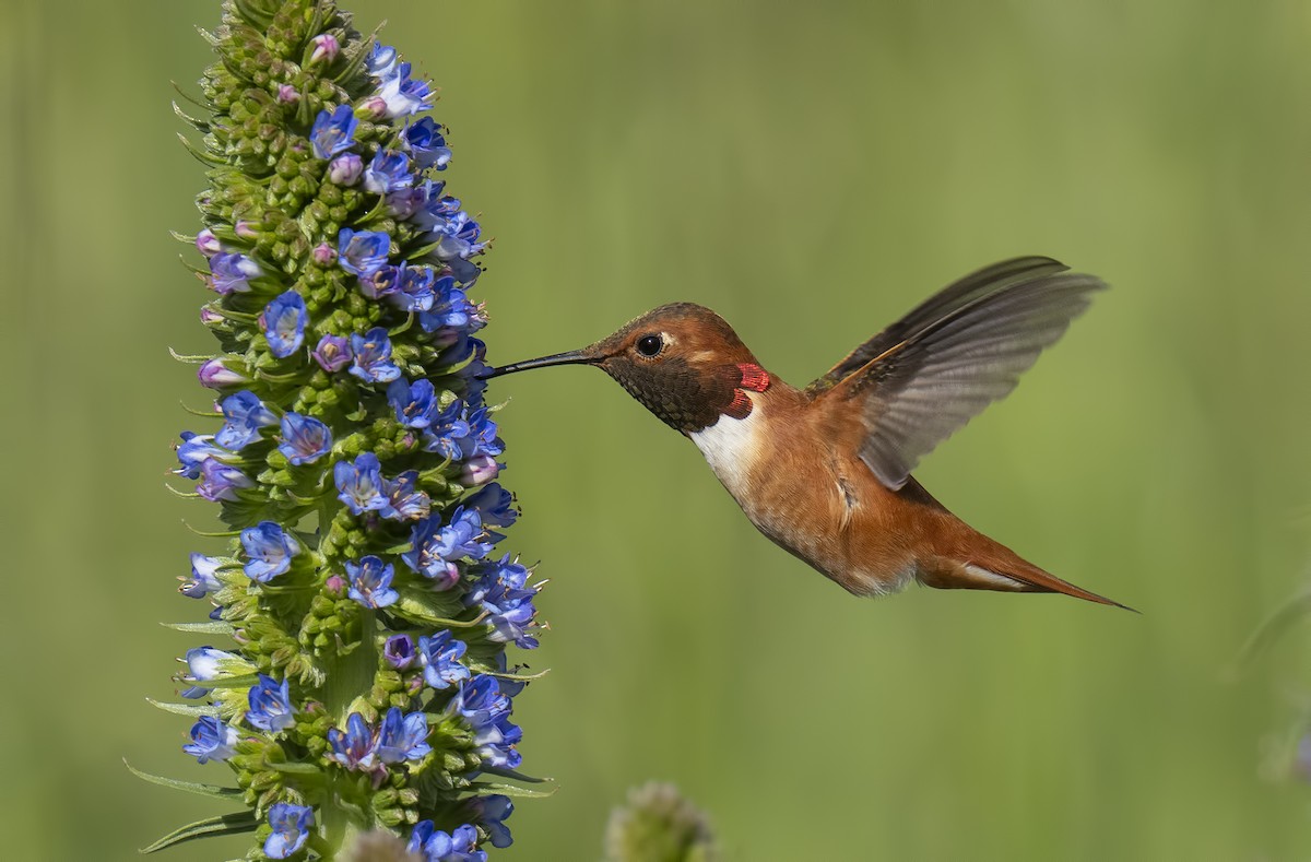 Rufous Hummingbird - Gail  West