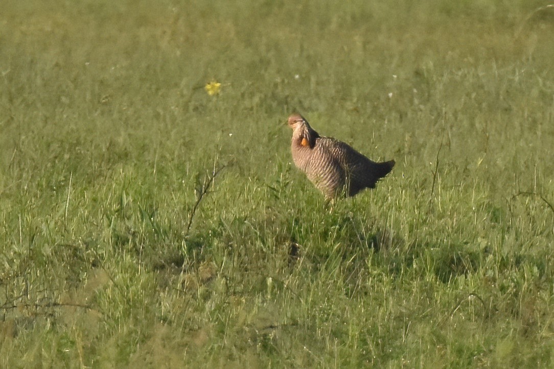 Greater Prairie-Chicken (Attwater's) - ML617078484