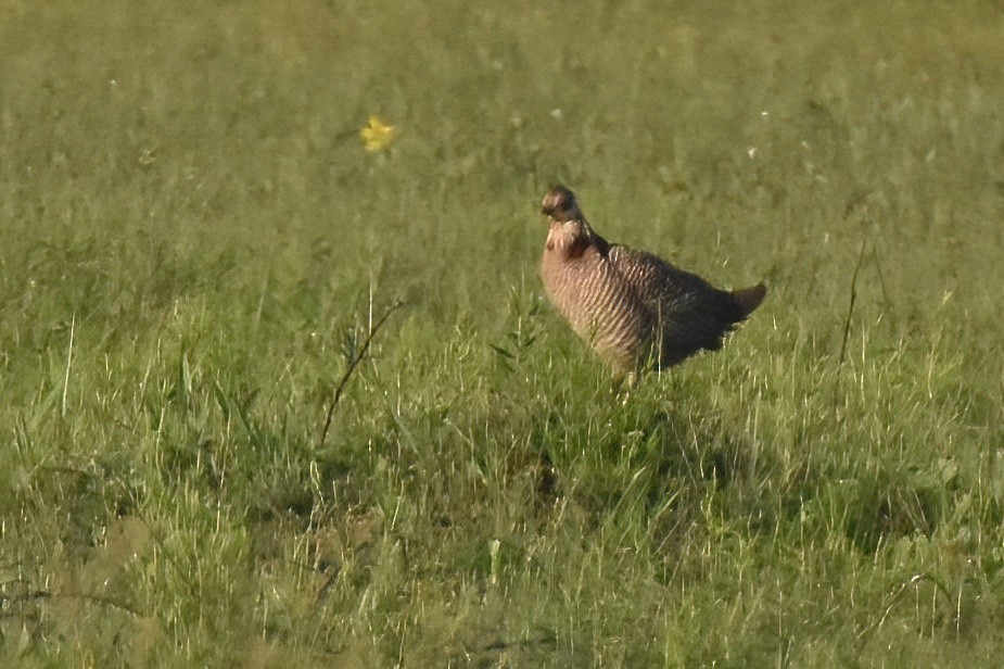 Greater Prairie-Chicken (Attwater's) - Derek Hudgins