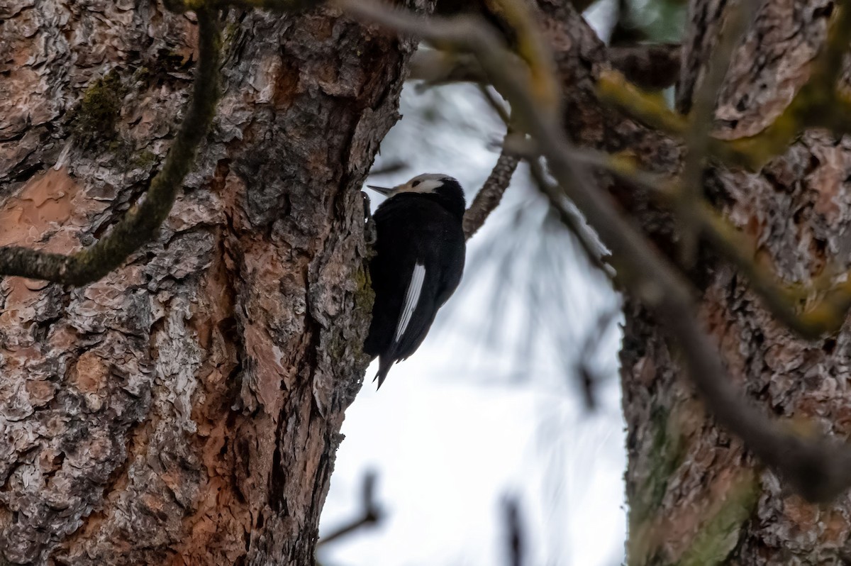 White-headed Woodpecker - Phil Kahler