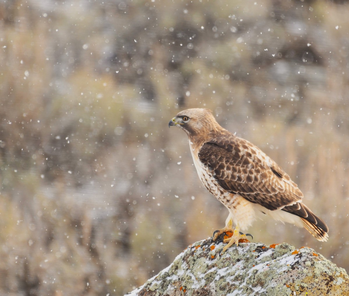 Red-tailed Hawk - ML617078843