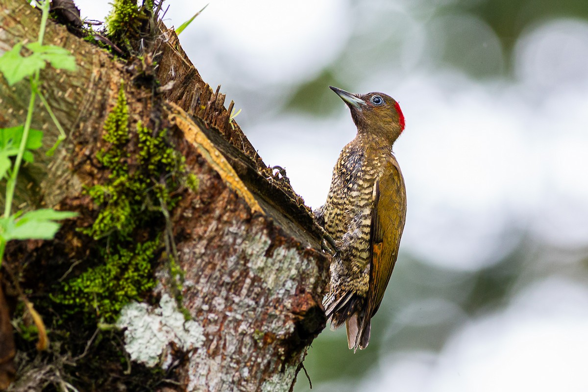 Rufous-winged Woodpecker - ML617078882