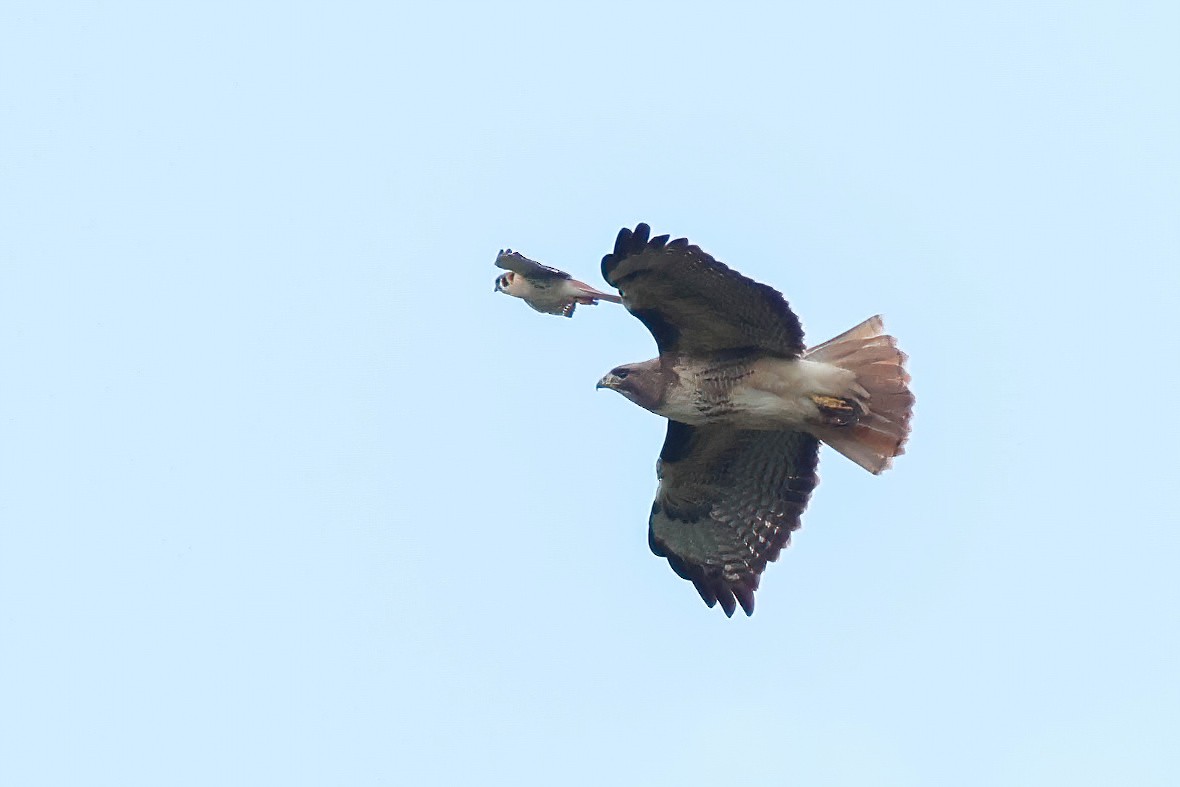 Red-tailed Hawk (calurus/alascensis) - Garrett Lau