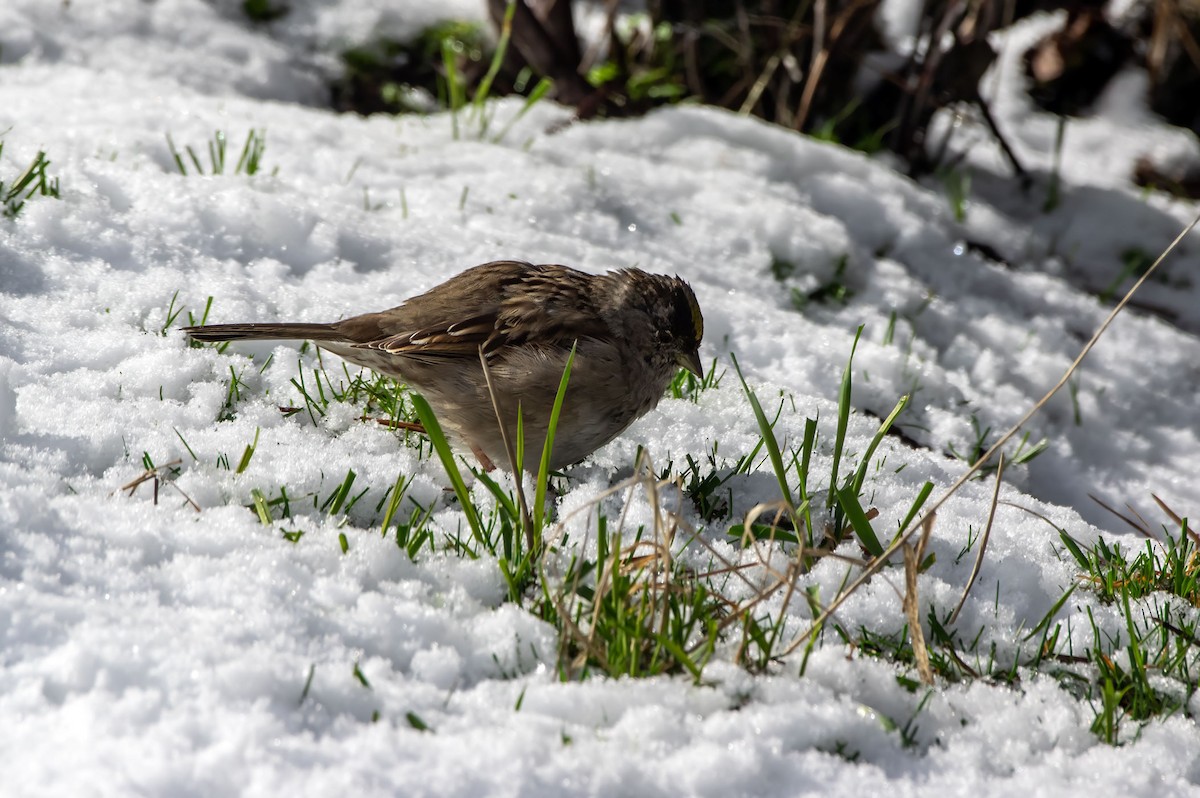 Golden-crowned Sparrow - Phil Kahler