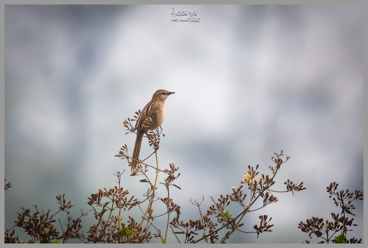 Striated Grassbird - Amitava Dutta