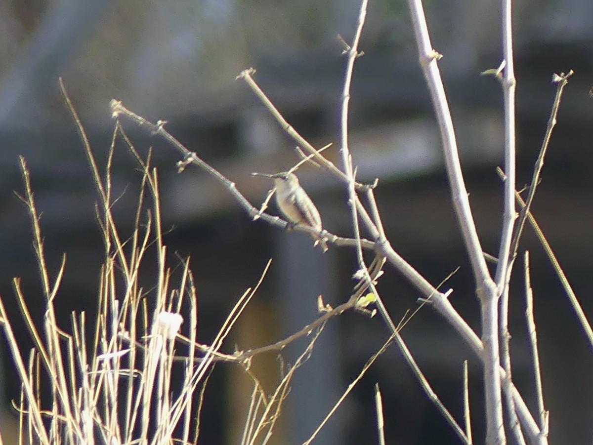 Ruby-throated Hummingbird - ML617079109