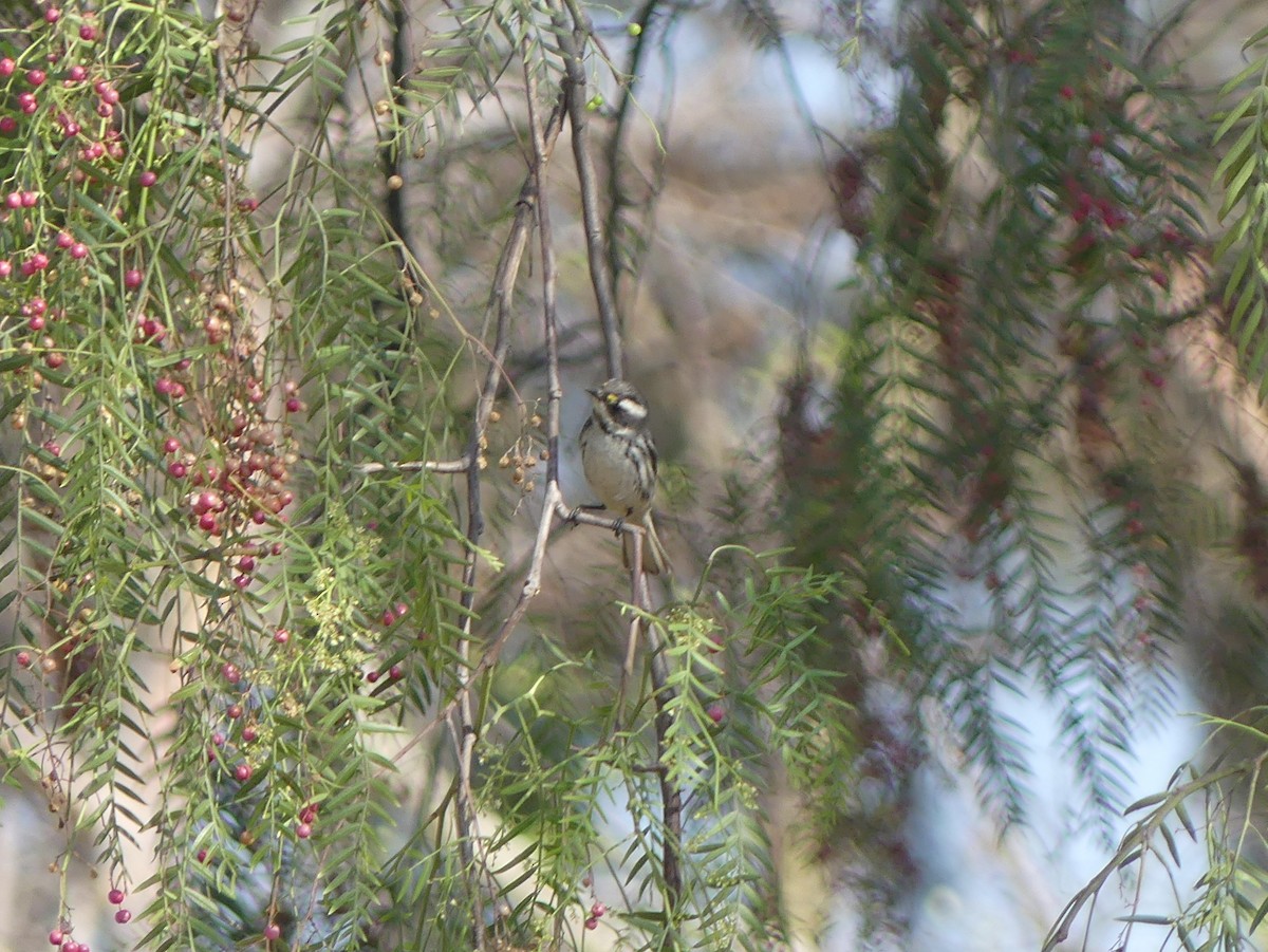 Black-throated Gray Warbler - ML617079129