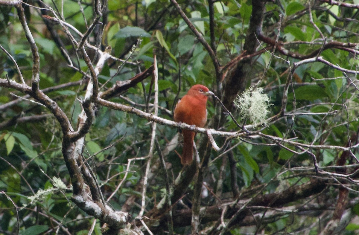 Hepatic Tanager - ML617079158