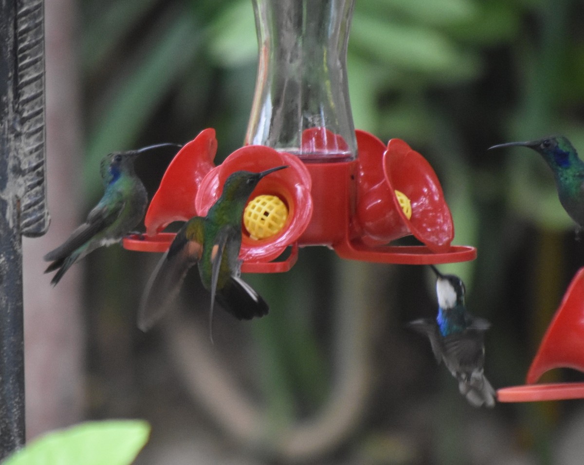 Stripe-tailed Hummingbird - ML617079206