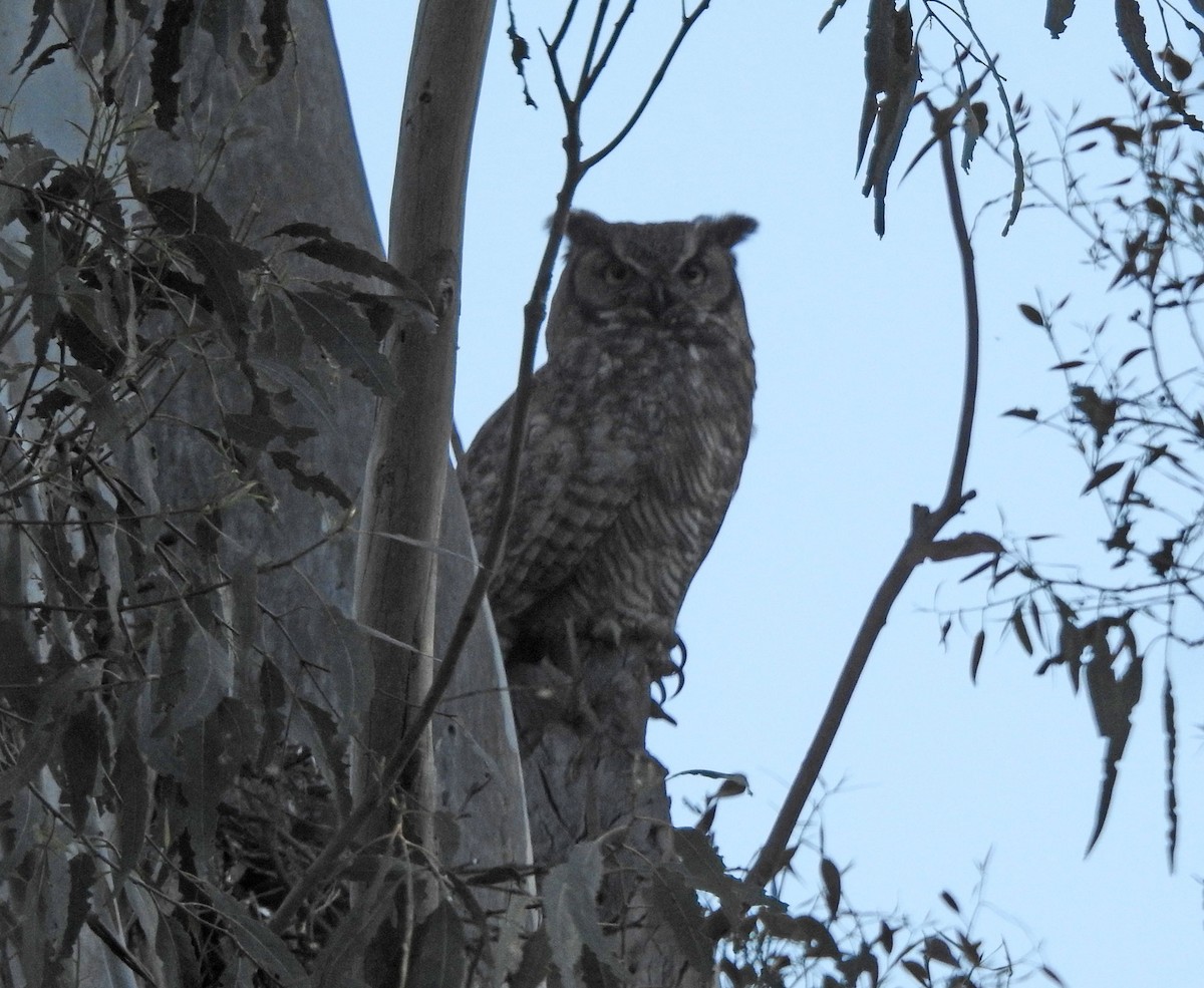 Great Horned Owl - ML617079220