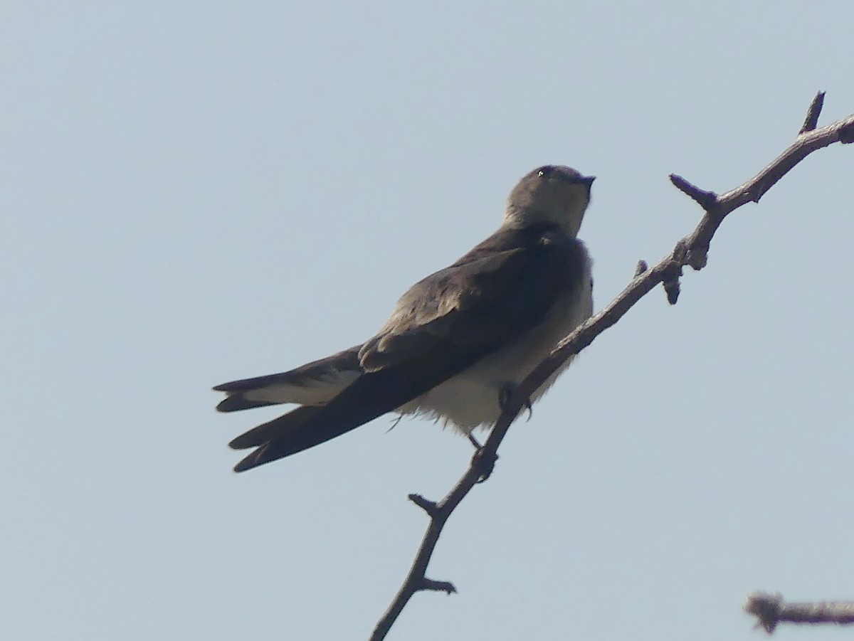 Northern Rough-winged Swallow - ML617079230