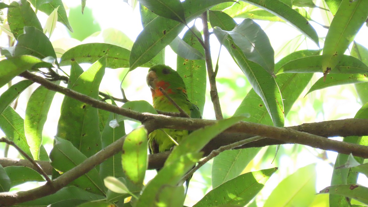 Green Parakeet (Red-throated) - ML617079240