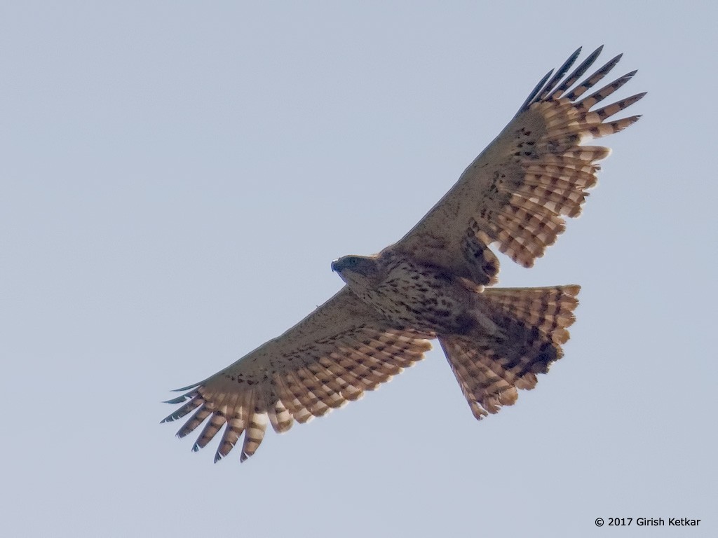 Changeable Hawk-Eagle (Crested) - GIRISH KETKAR