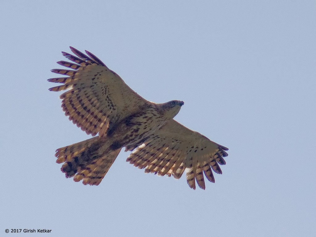 Changeable Hawk-Eagle (Crested) - ML617079253