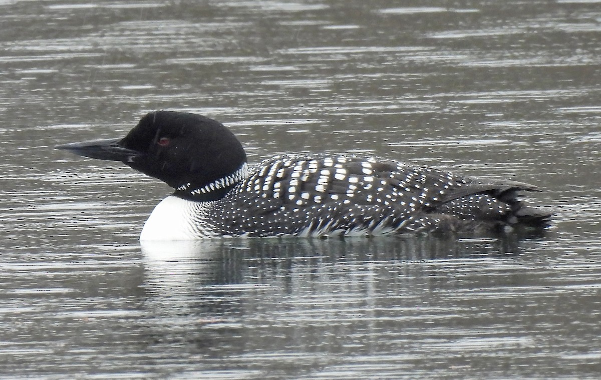 Common Loon - Tracy W