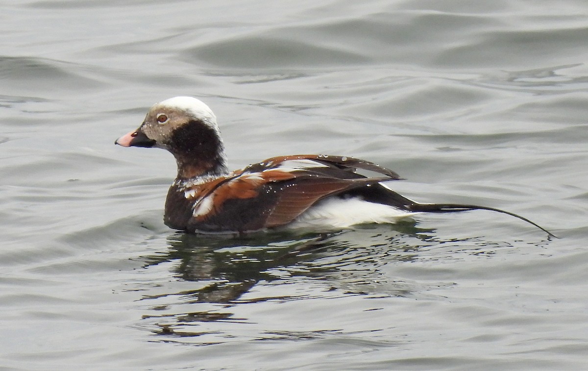 Long-tailed Duck - ML617079365