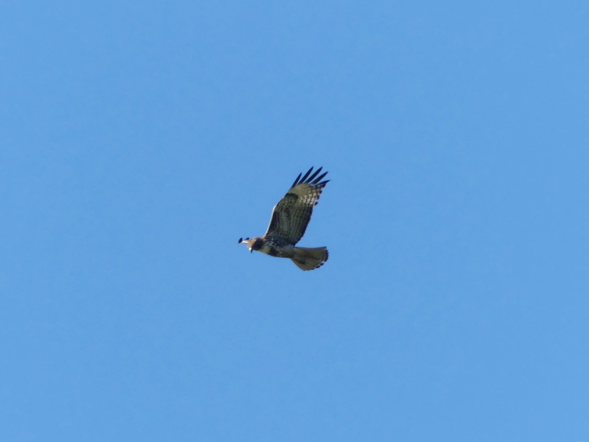 Red-tailed Hawk - ML617079470