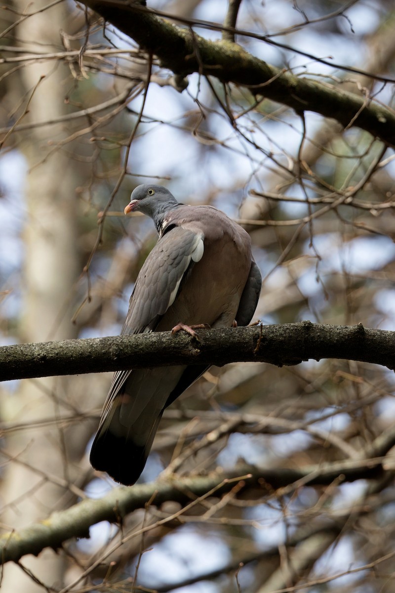 Common Wood-Pigeon - ML617079472
