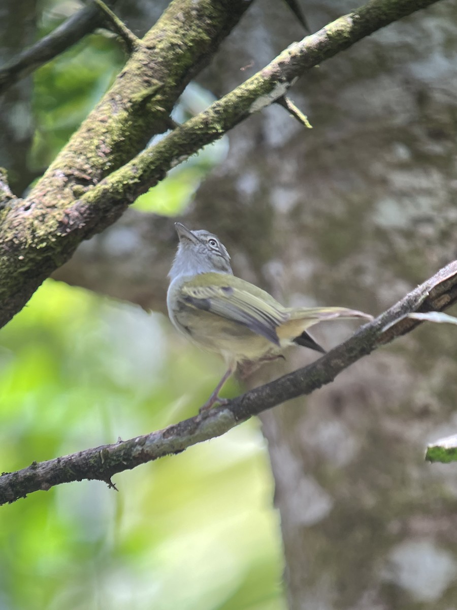 Yellow-olive Flatbill (Gray-headed) - ML617079578