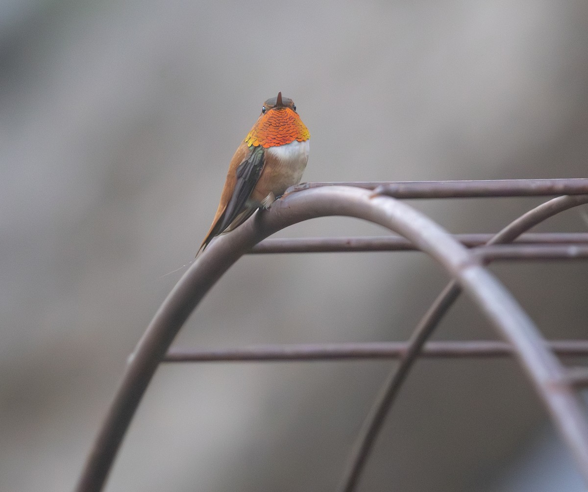 Rufous Hummingbird - ML617079613