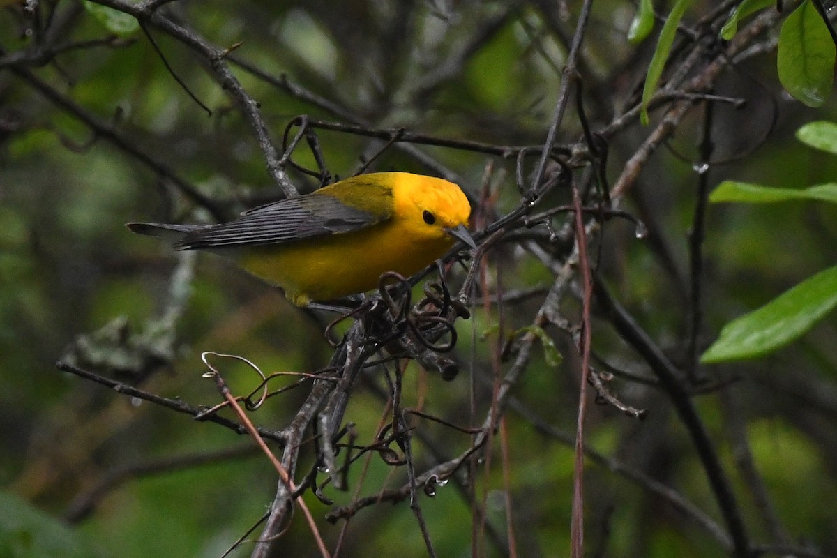 Prothonotary Warbler - ML617079752
