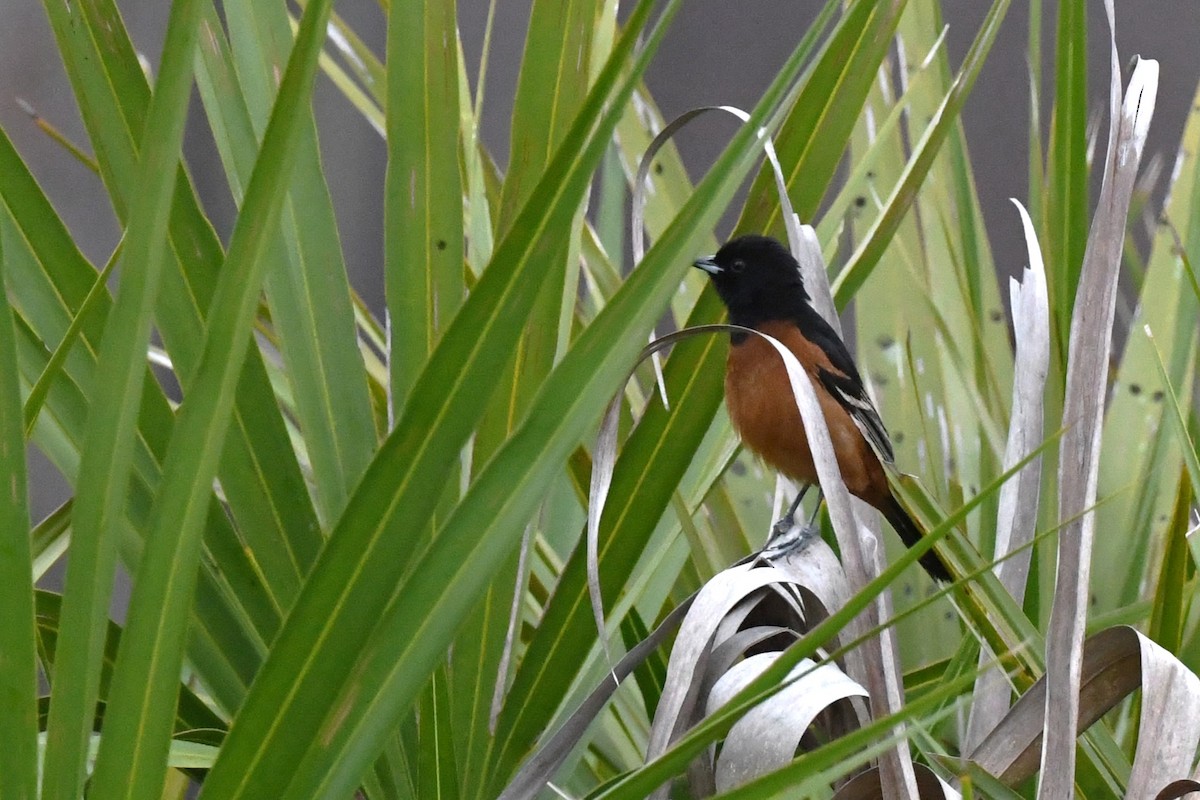 Orchard Oriole - ML617079794
