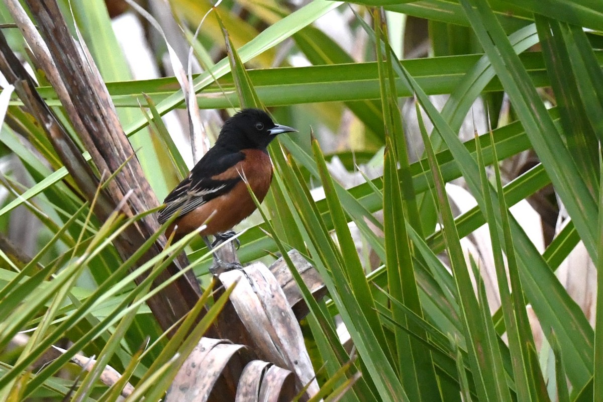 Orchard Oriole - Todd Love