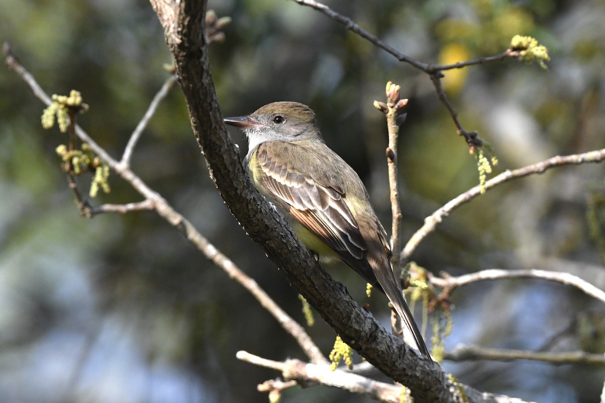 Great Crested Flycatcher - ML617079802