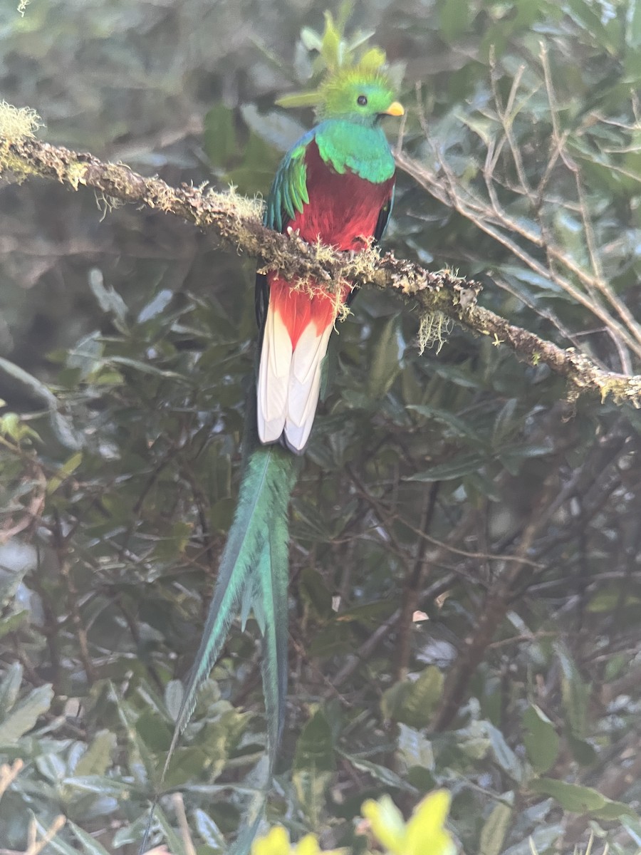 Resplendent Quetzal (Costa Rican) - ML617079845