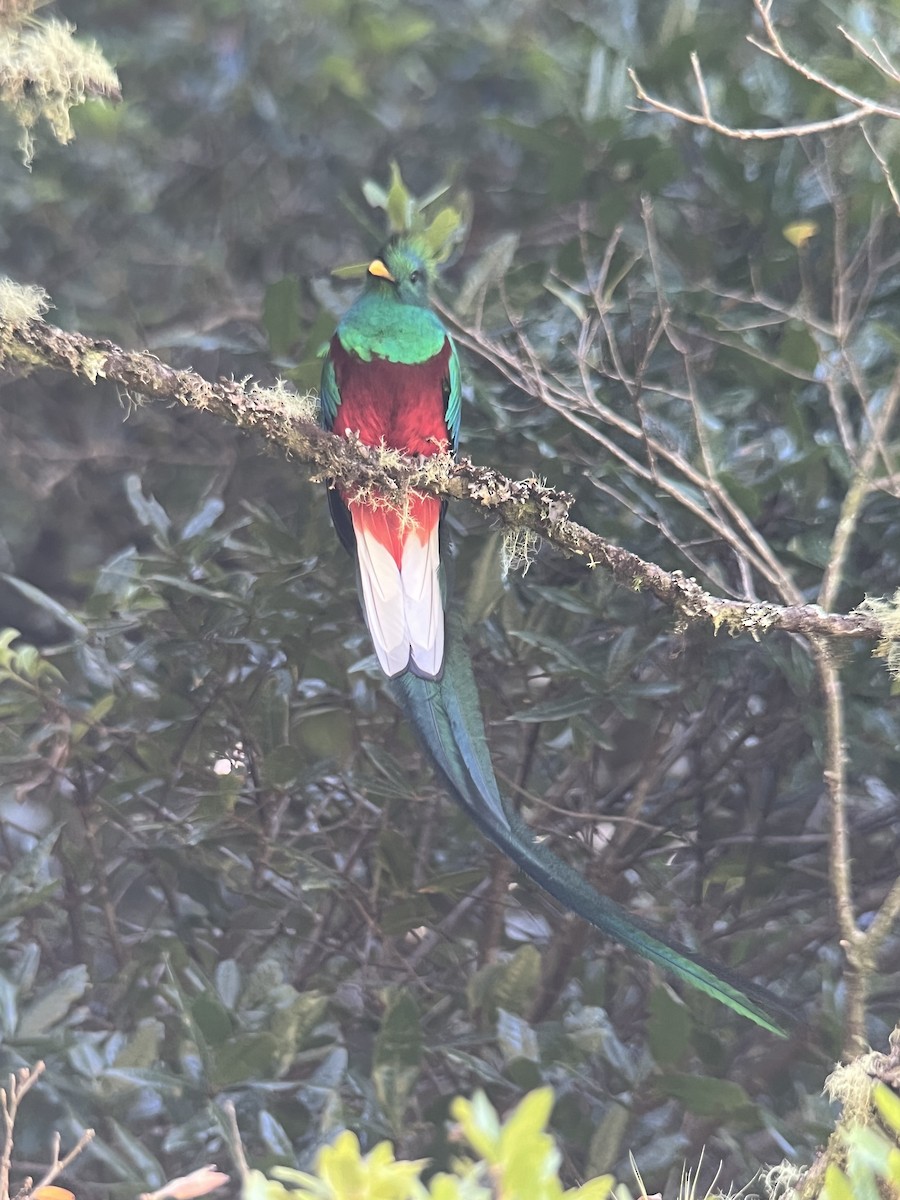 Resplendent Quetzal (Costa Rican) - ML617079847