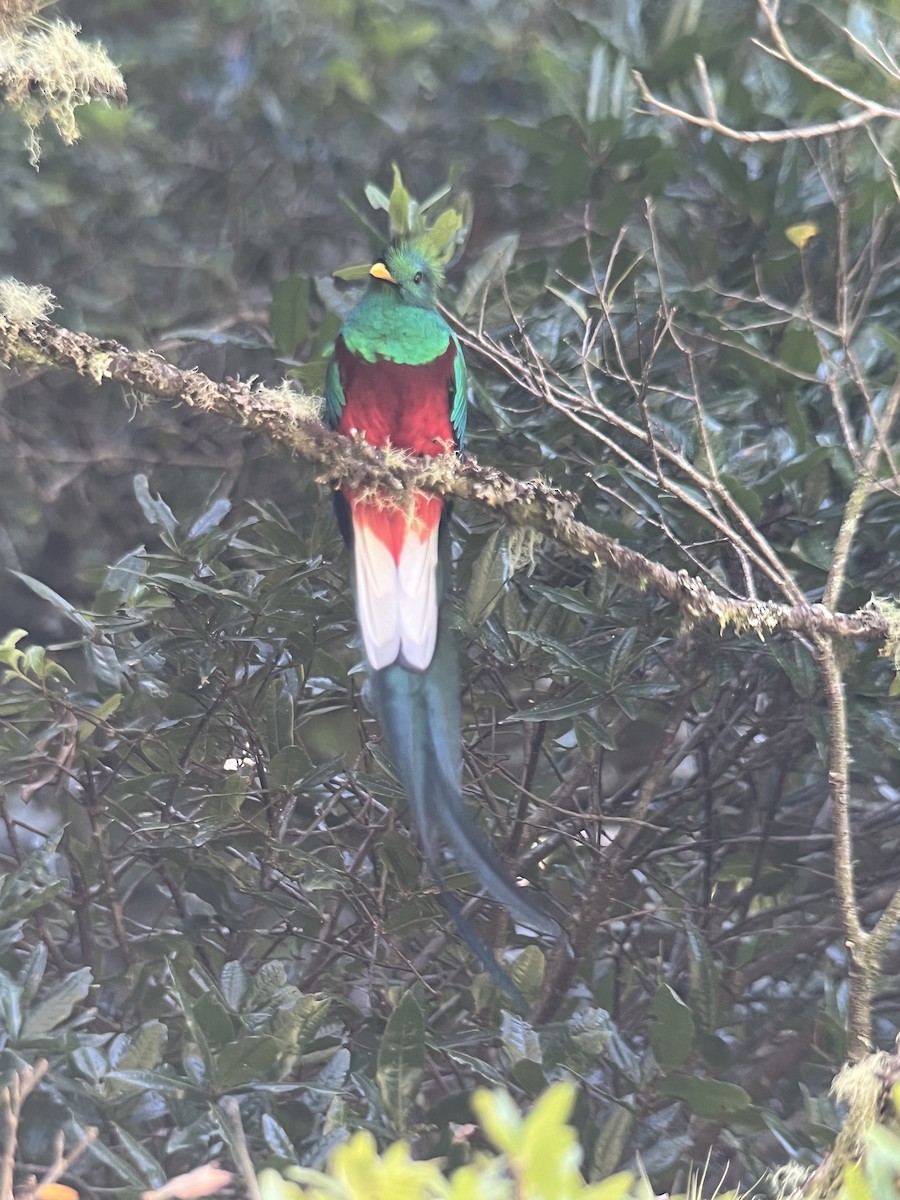 Resplendent Quetzal (Costa Rican) - ML617079848