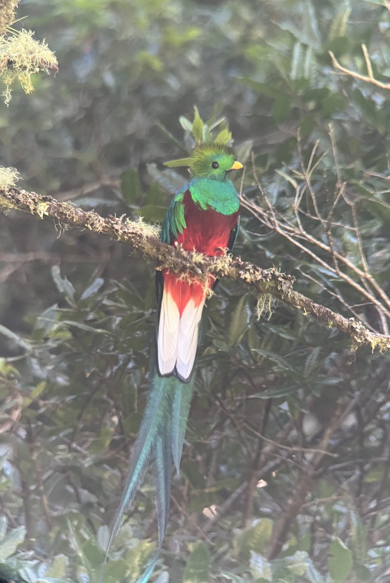 Resplendent Quetzal (Costa Rican) - ML617079849