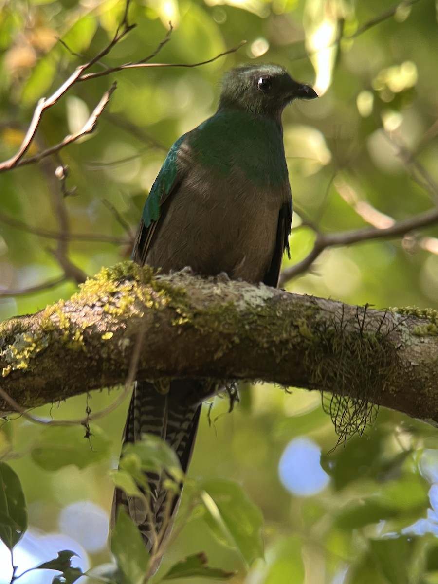 Resplendent Quetzal (Costa Rican) - Rogers "Caribbean Naturalist" Morales